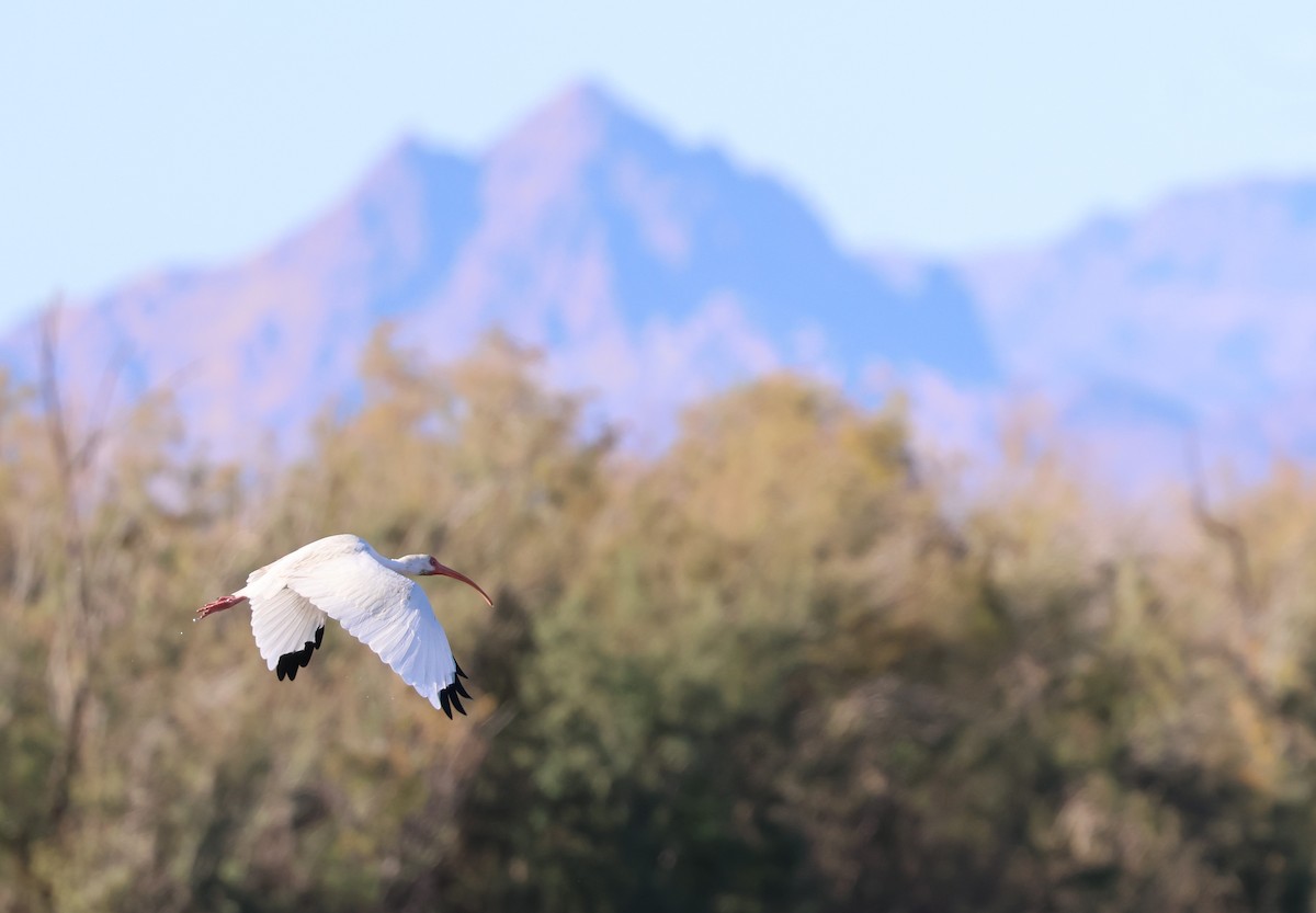 White Ibis - ML646617285