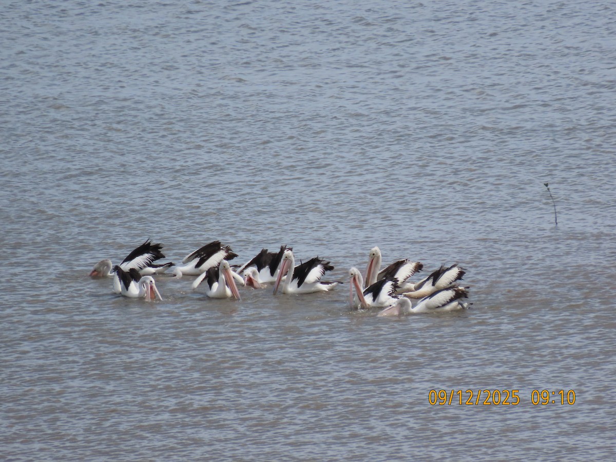 Pelícano Australiano - ML646617286