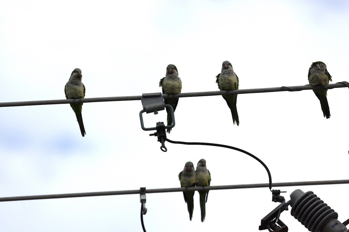 Papagai bulargrisa - ML646617287