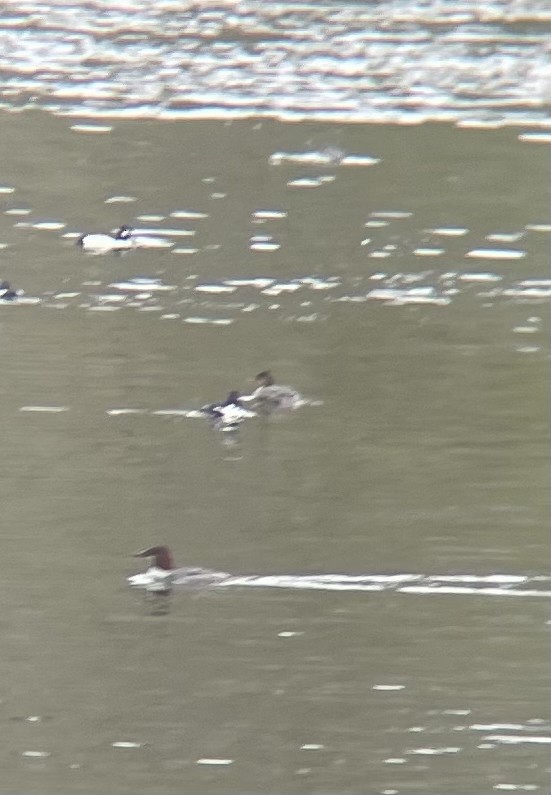 Common/Red-breasted Merganser - ML646617288