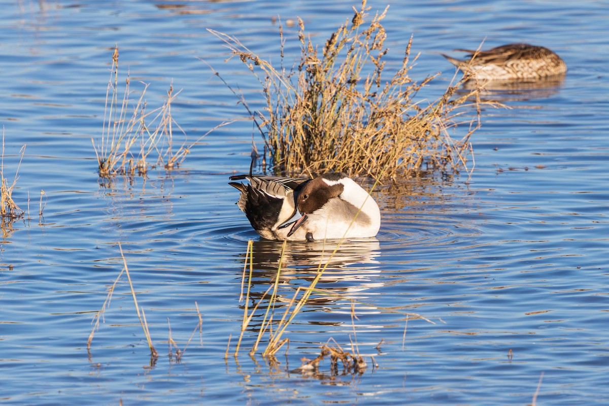 Шовтгор алаг нугас - ML646617289