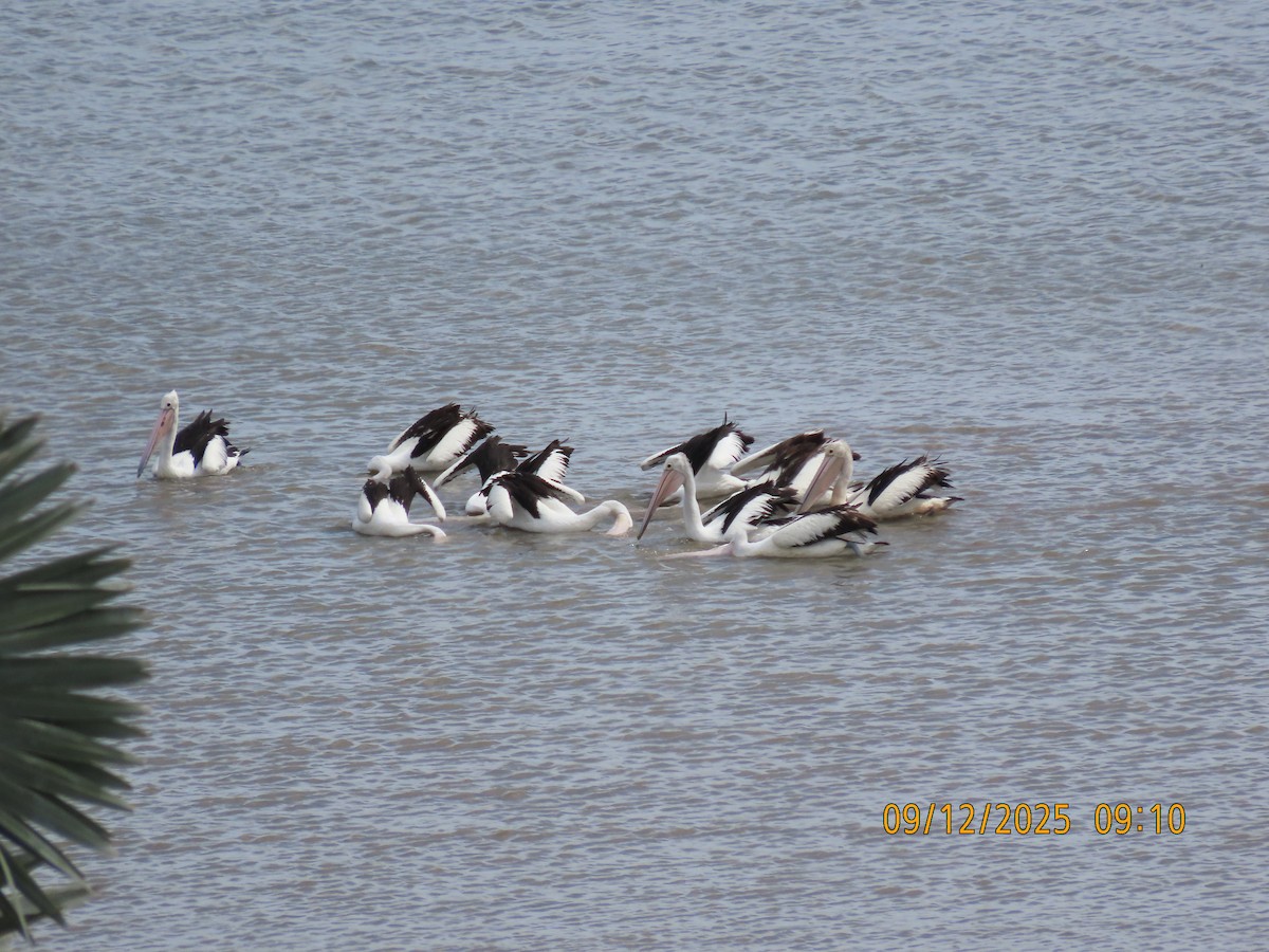 Pelícano Australiano - ML646617290