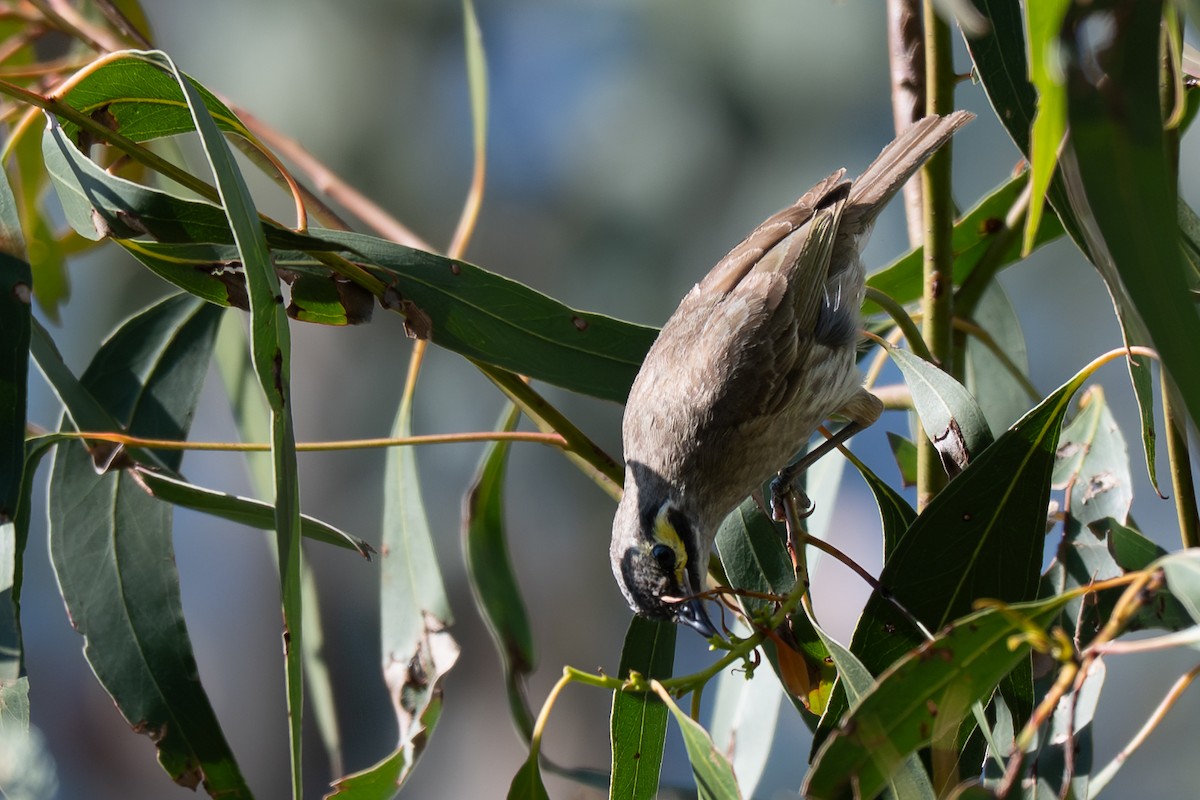 Mielero Carigualdo - ML646617293
