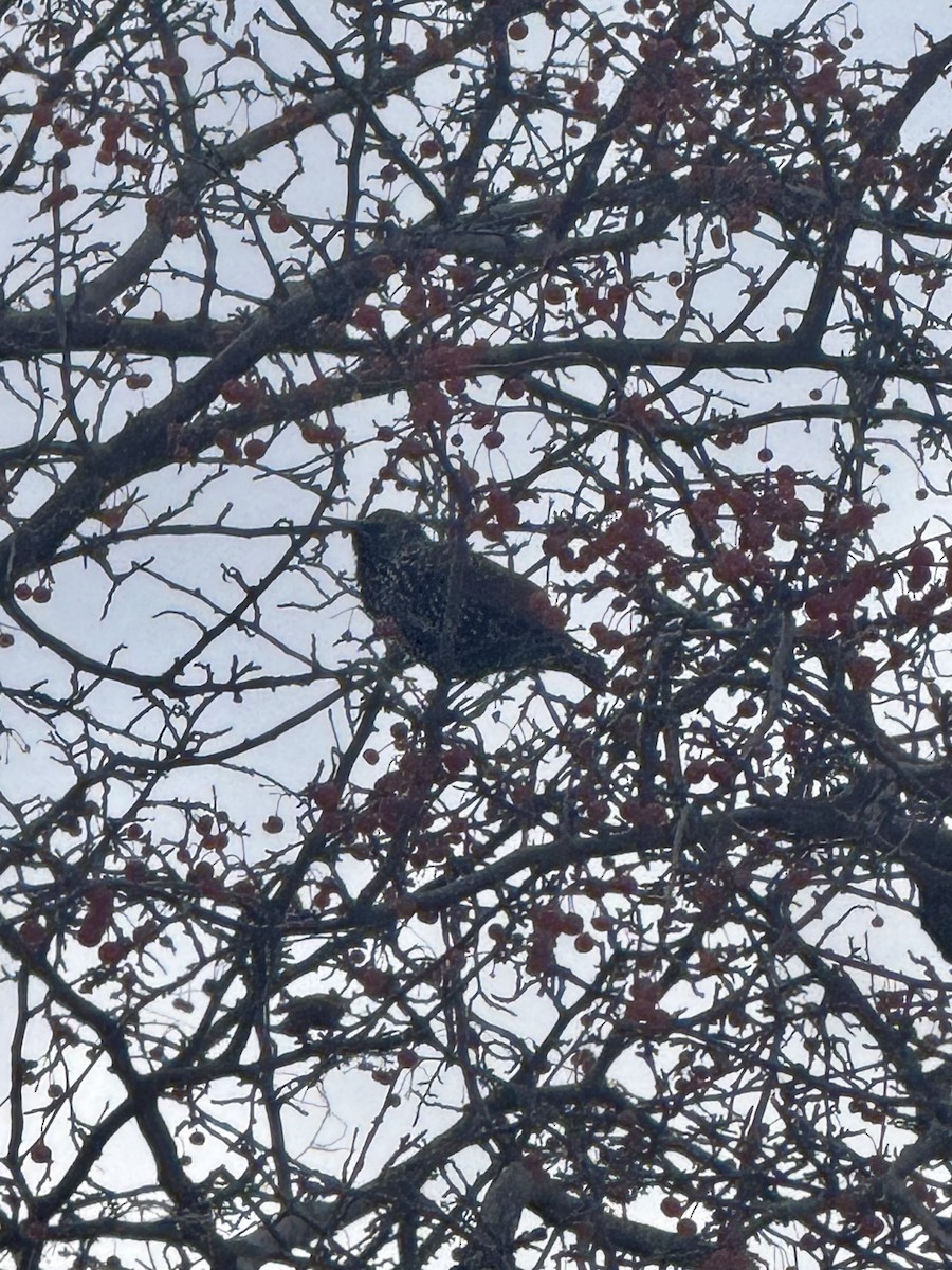 Estornino Pinto - ML646617295