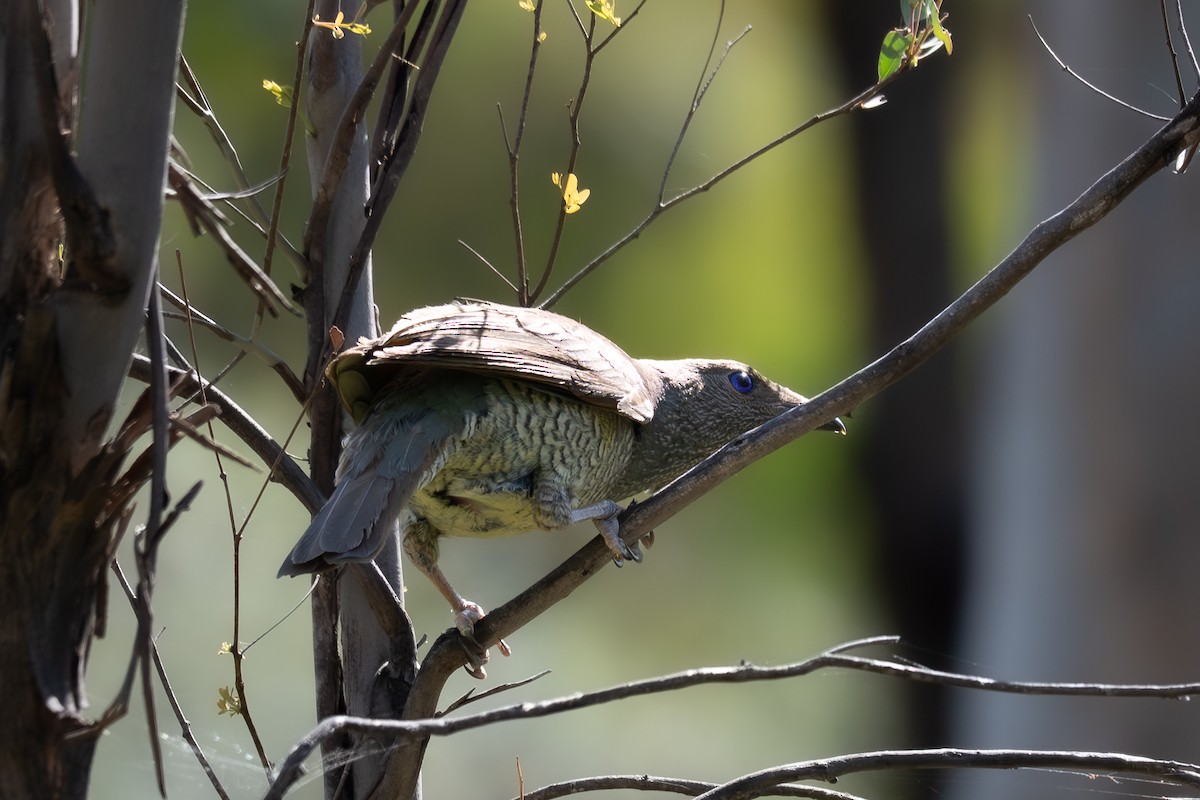 Pergolero Satinado - ML646617300