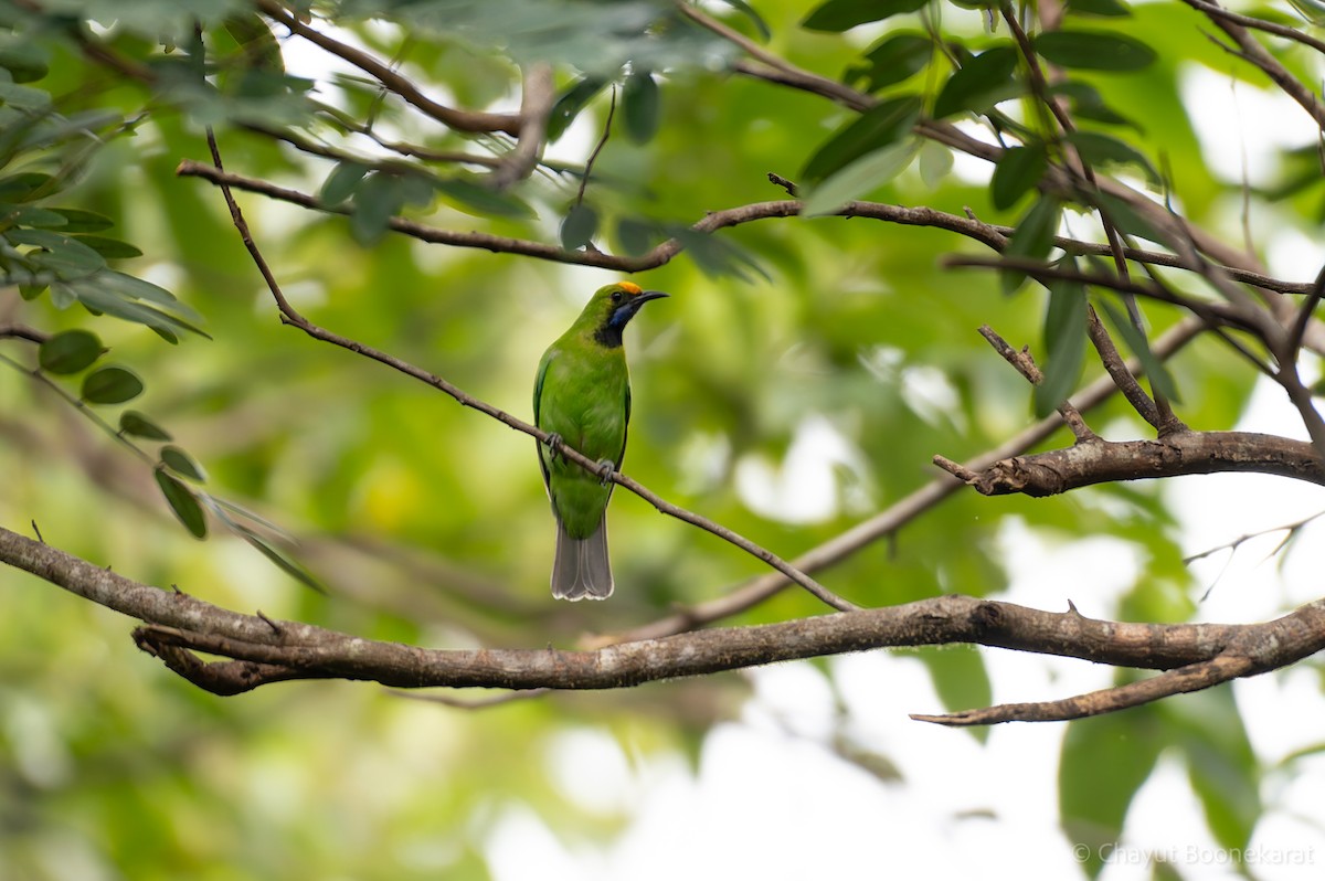Golden-fronted Leafbird - ML646617301