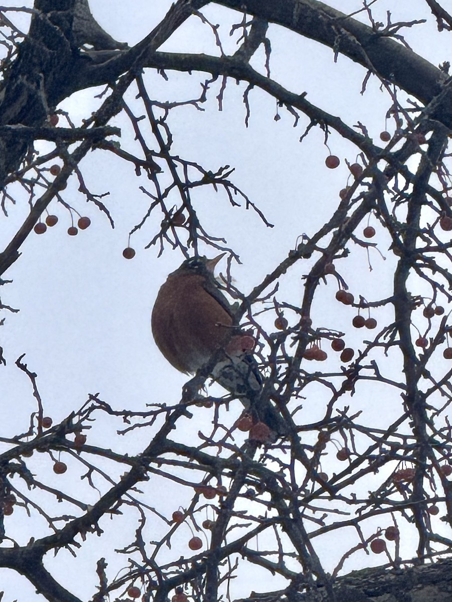 Zorzal Americano - ML646617303