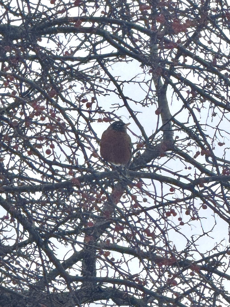 Zorzal Americano - ML646617304