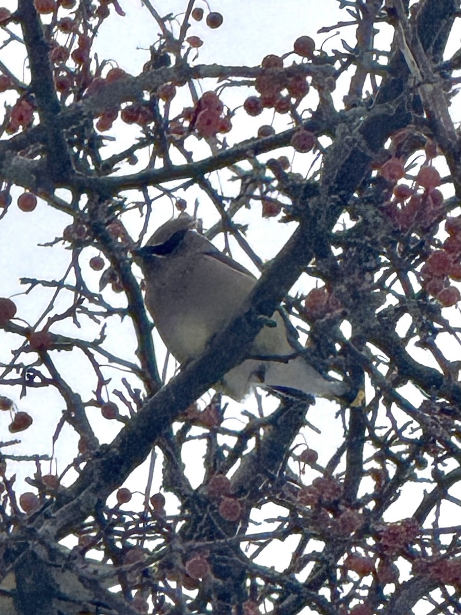 Ampelis Americano - ML646617306