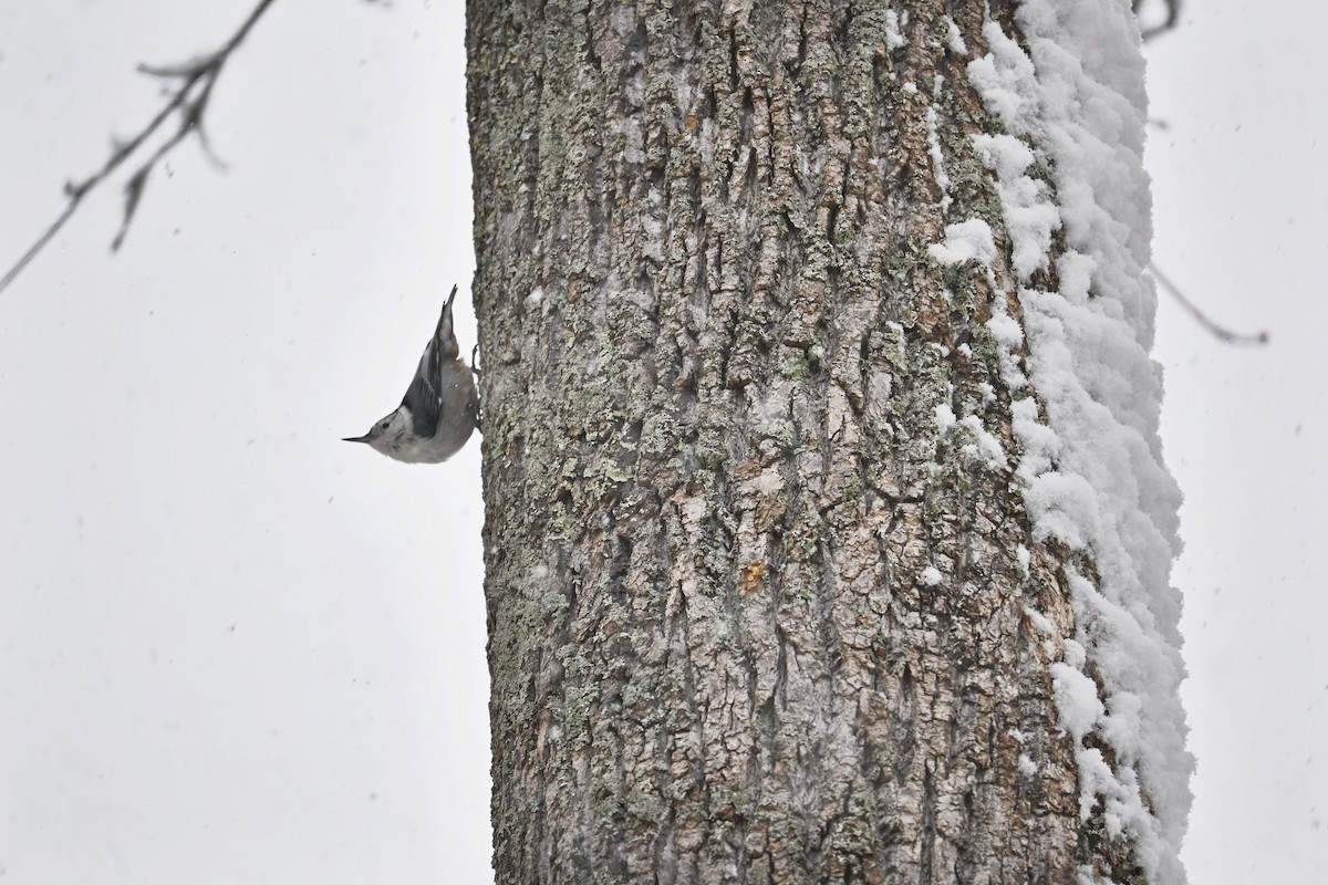 Weißbrustkleiber - ML646617307