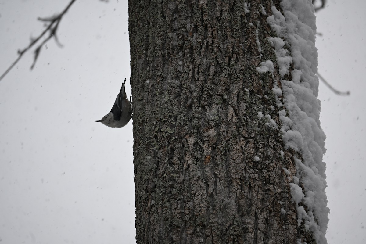 Weißbrustkleiber - ML646617308