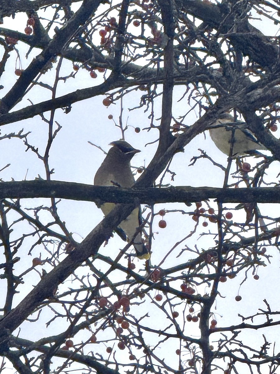 Ampelis Americano - ML646617309