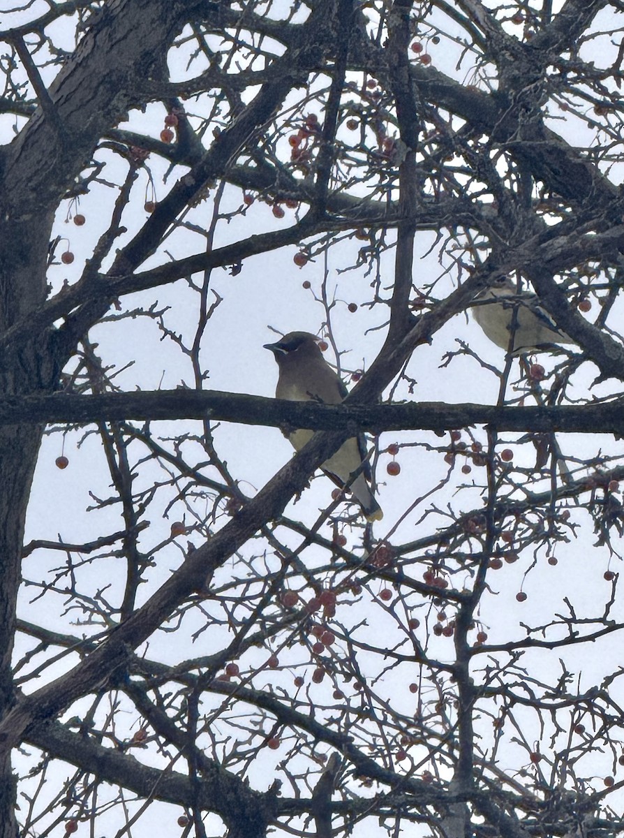 Ampelis Americano - ML646617310