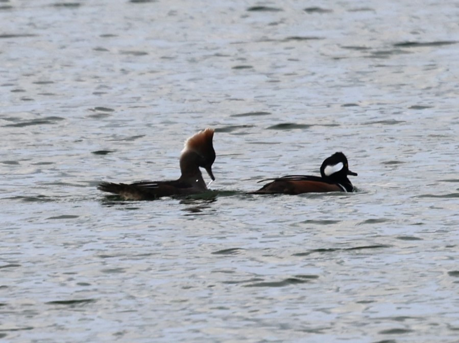 Hooded Merganser - ML646617311