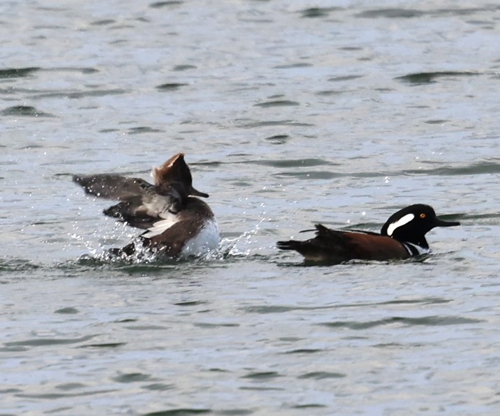 Hooded Merganser - ML646617312