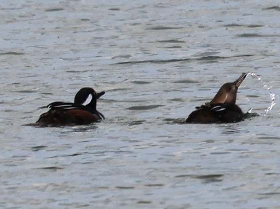 Hooded Merganser - ML646617313