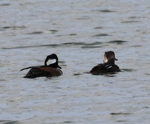 Hooded Merganser - ML646617314