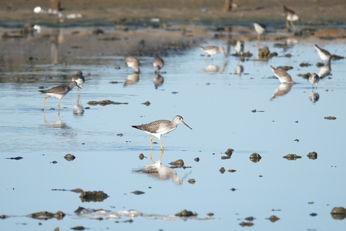 Greater Yellowlegs - ML646617315