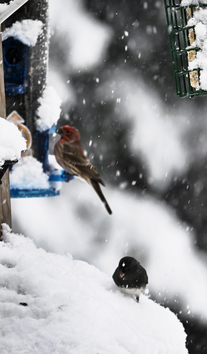 House Finch - ML646617316