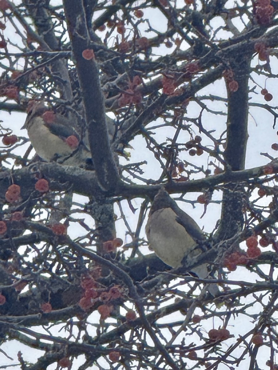 Buztanori amerikarra - ML646617317