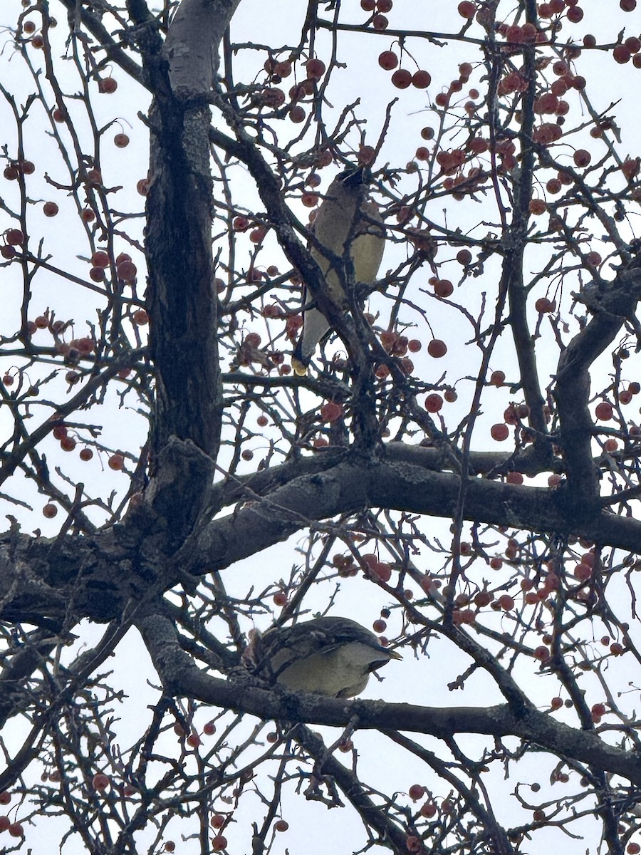 Омелюх американський - ML646617319