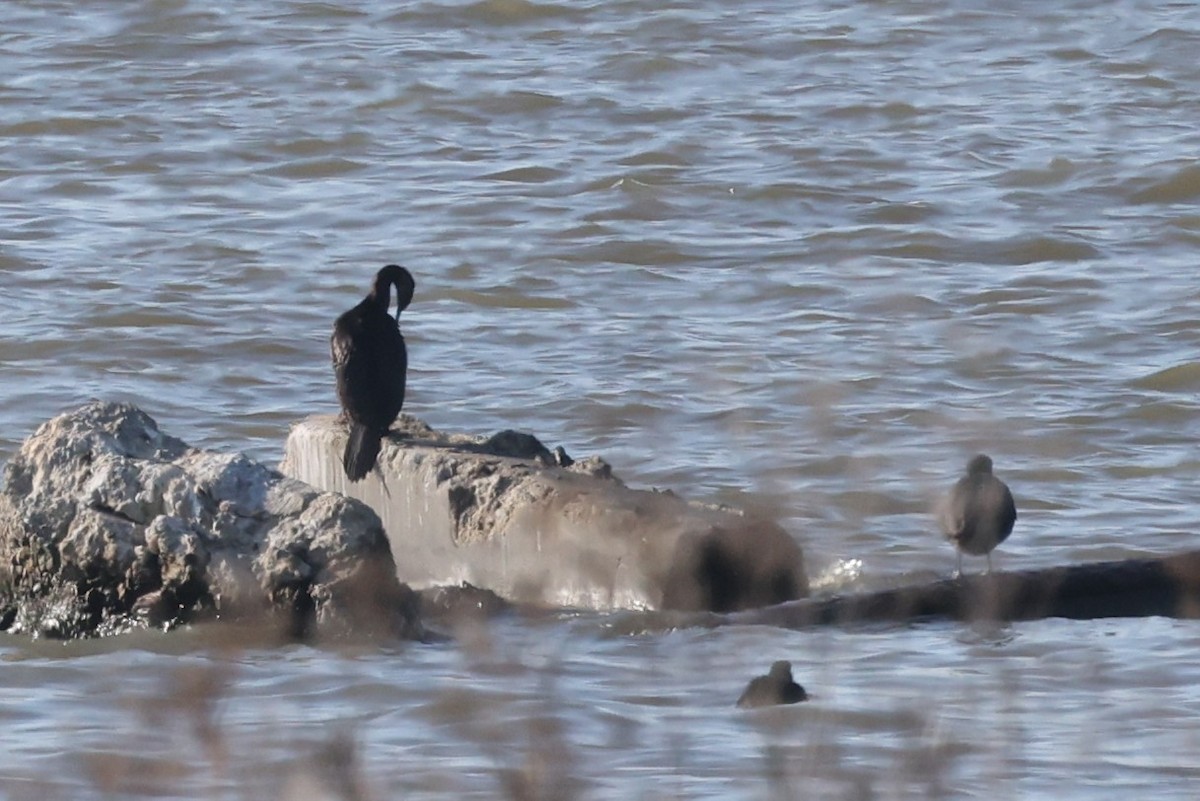 Pelagic Cormorant - ML646617321