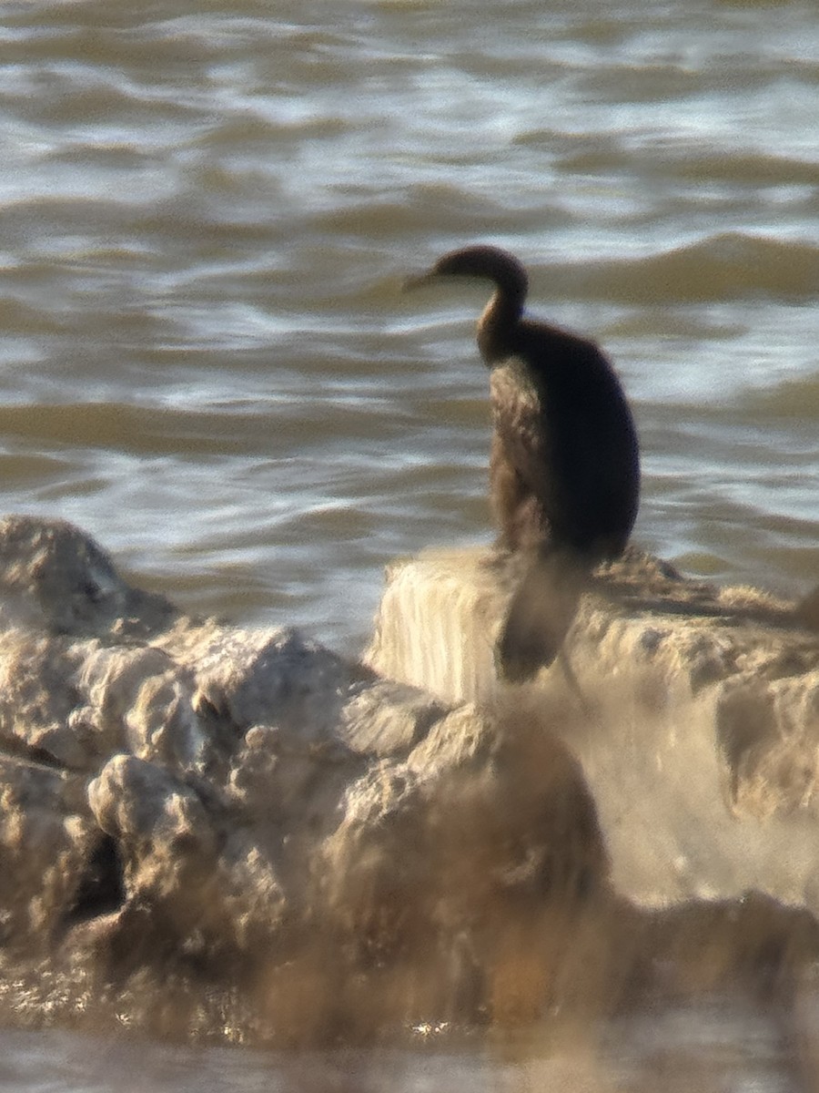 Pelagic Cormorant - ML646617322