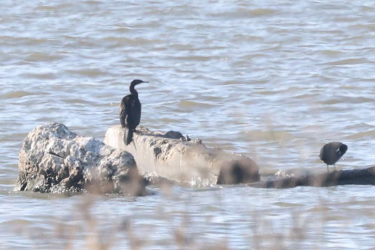 Pelagic Cormorant - ML646617323
