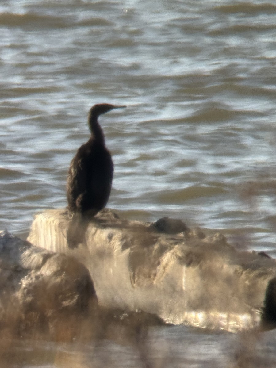 Pelagic Cormorant - ML646617324