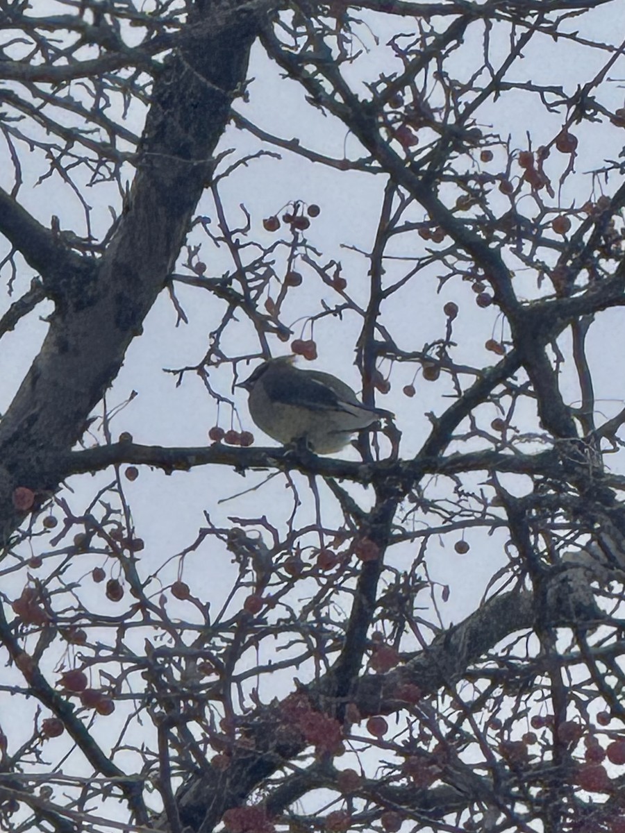 Омелюх американський - ML646617325