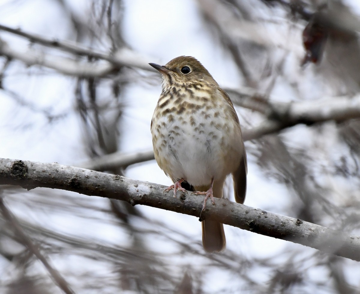 Einsiedler-Musendrossel - ML646617326