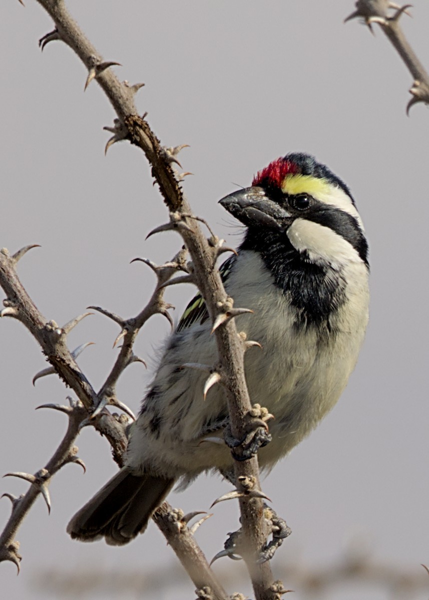 Pied Barbet - ML646617327