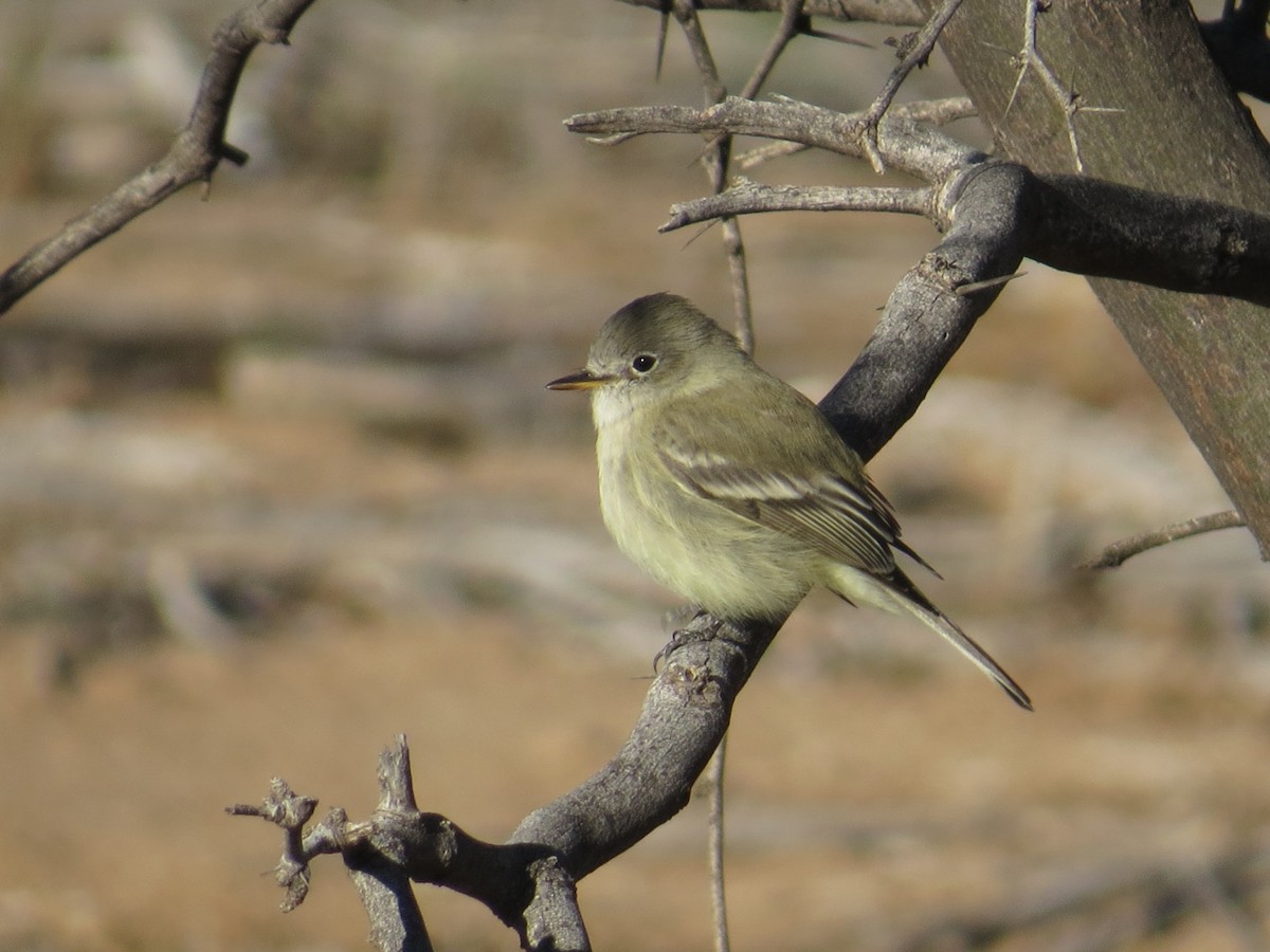 Gray Flycatcher - ML646617331