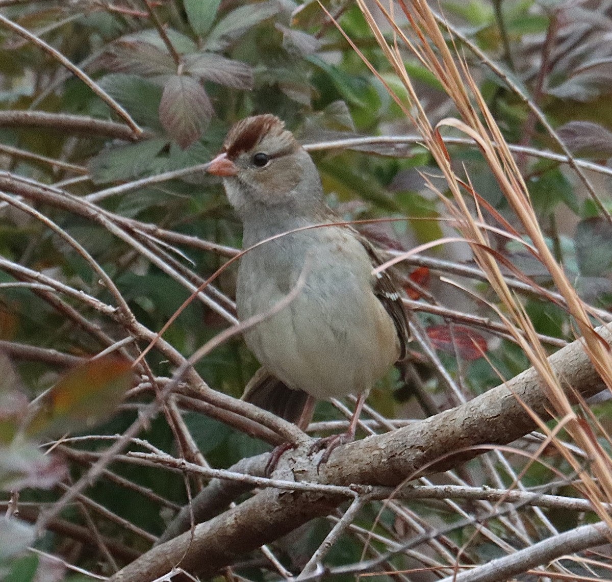 Dachsammer - ML646617332