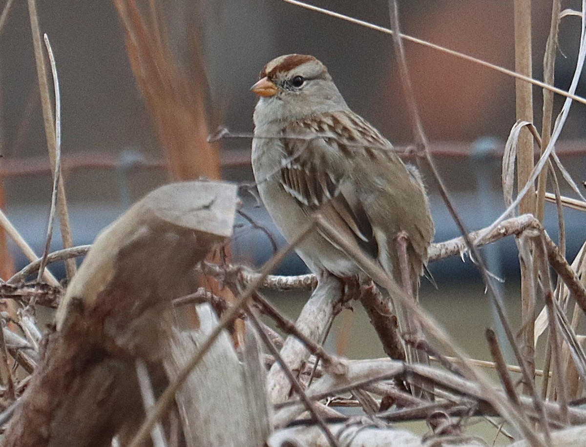 Dachsammer - ML646617336