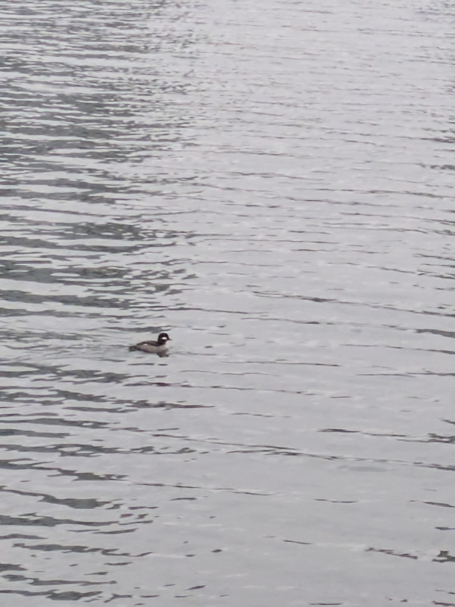 Гоголь малий - ML646617337