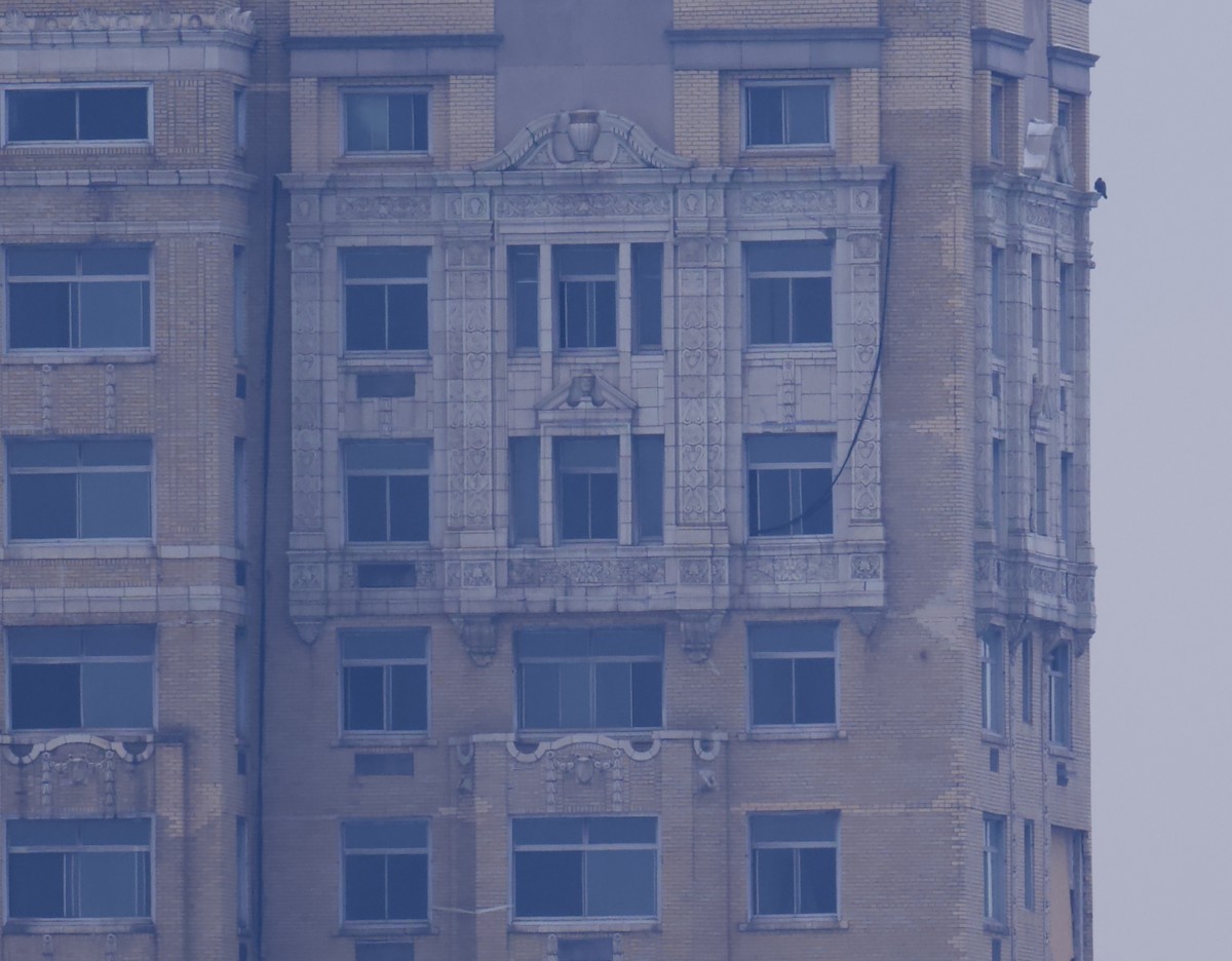 vandrefalk - ML646617341