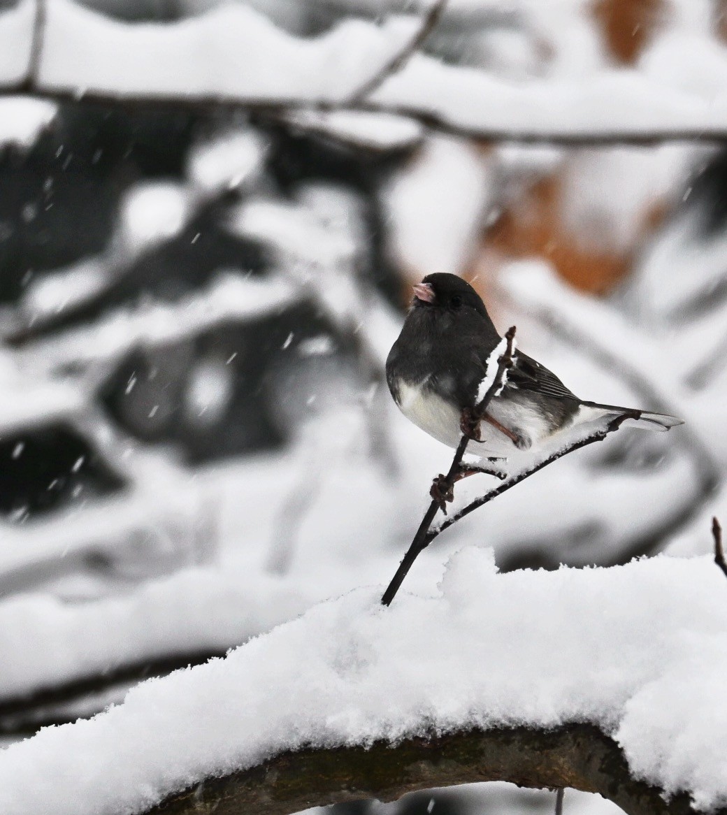 Dark-eyed Junco - ML646617342