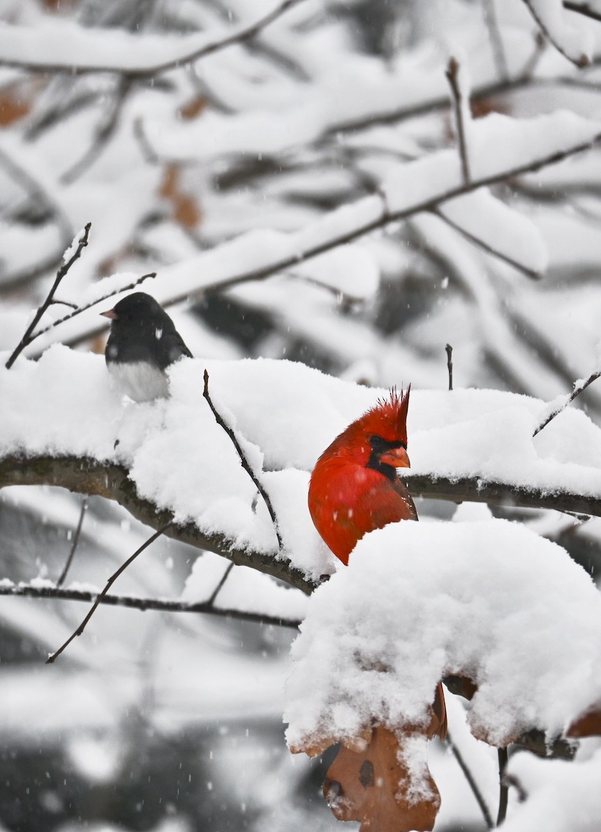 Dark-eyed Junco - ML646617343