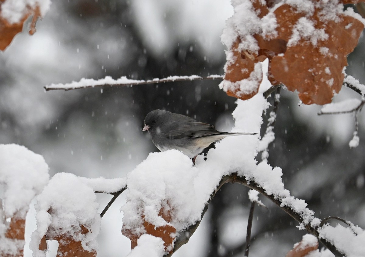 Dark-eyed Junco - ML646617344