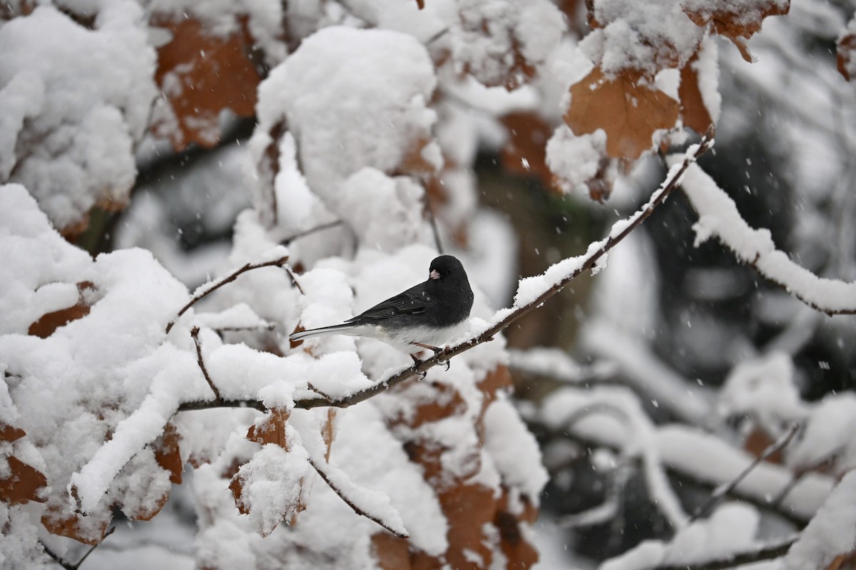 Dark-eyed Junco - ML646617345