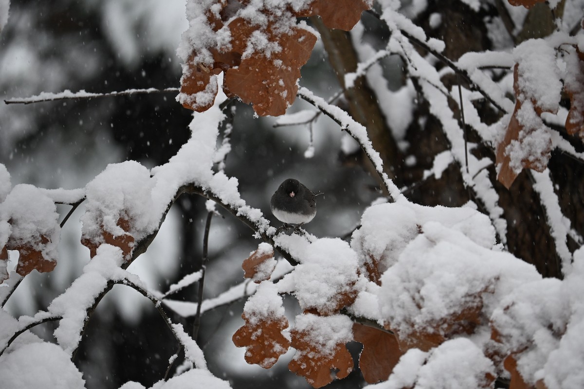 Dark-eyed Junco - ML646617346