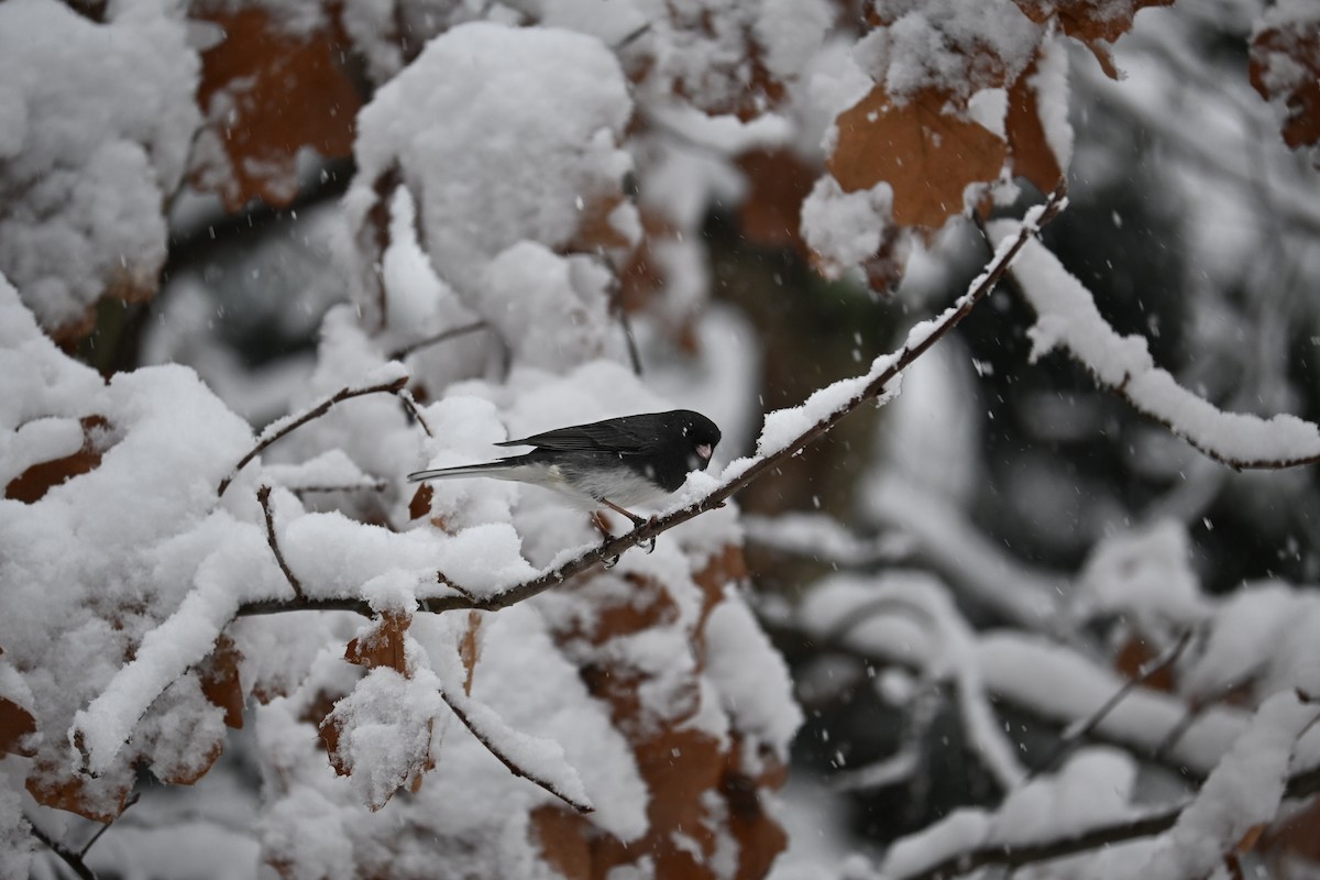 Dark-eyed Junco - ML646617347