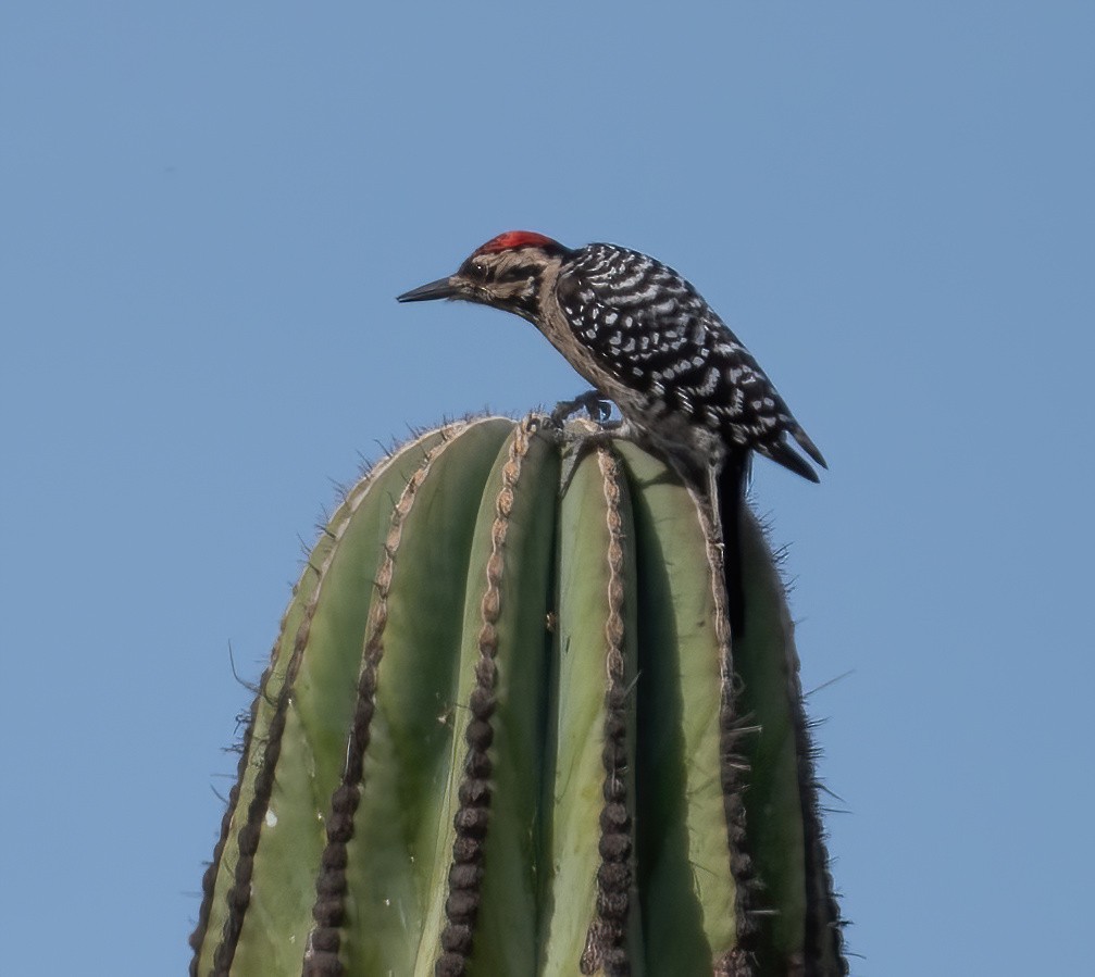 Ladder-backed Woodpecker - ML646617349