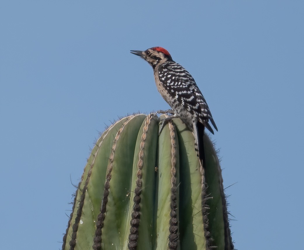 Ladder-backed Woodpecker - ML646617350