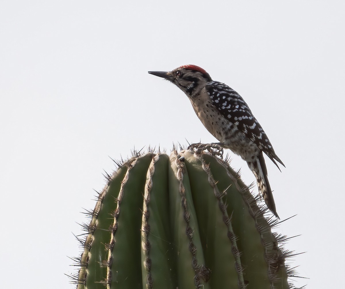 Ladder-backed Woodpecker - ML646617351