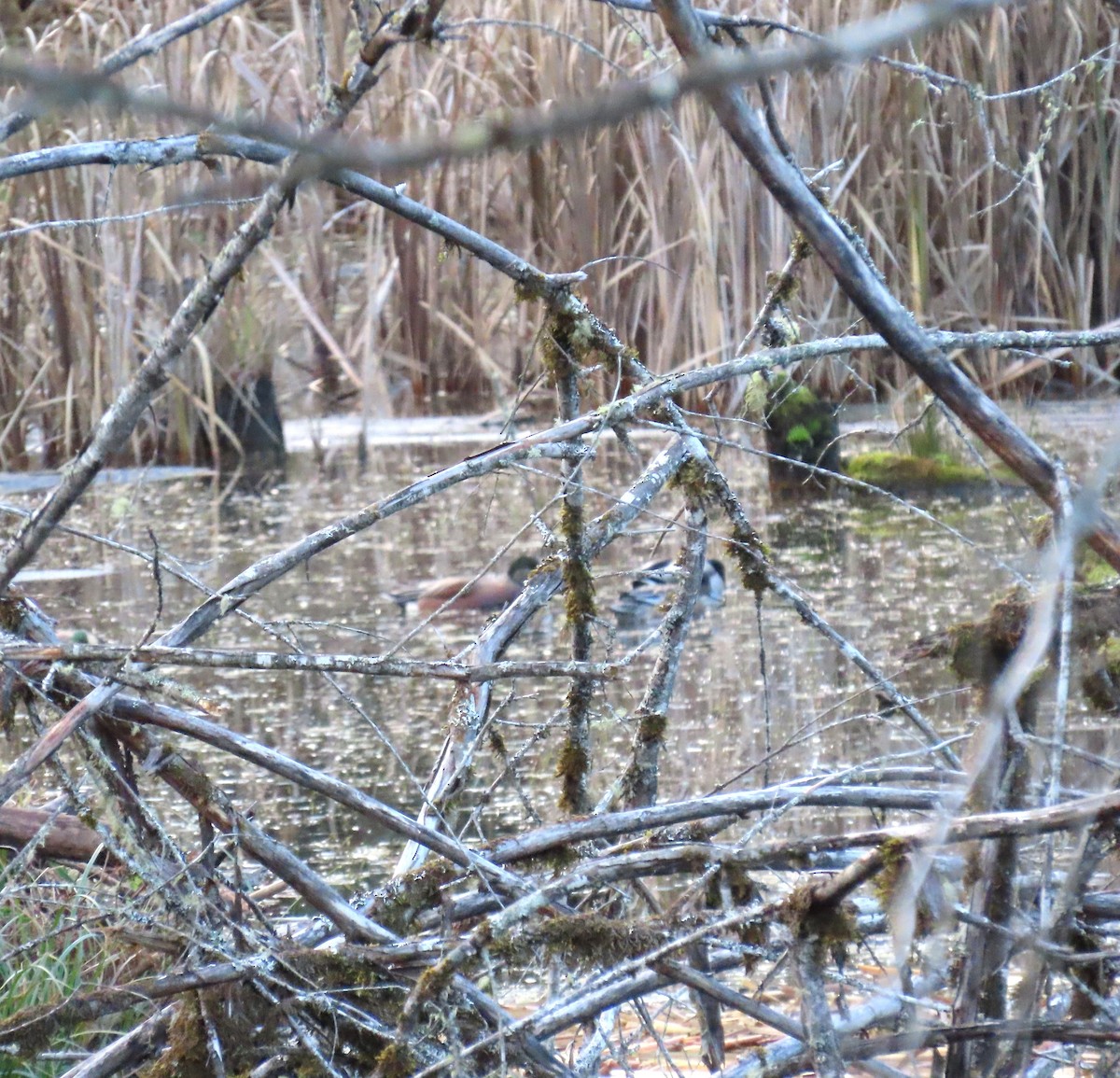 Fischione americano - ML646617355