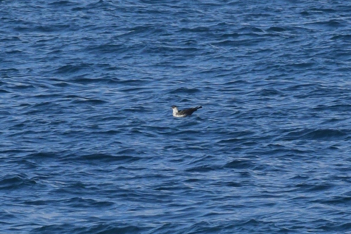 Stercorario mezzano - ML646617357