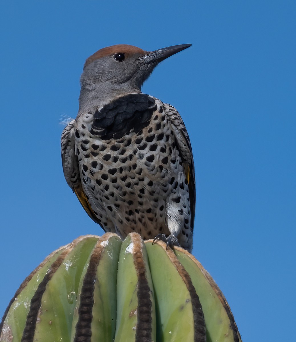 Gilded Flicker - ML646617360