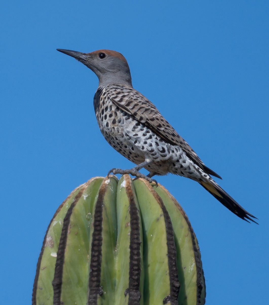 Gilded Flicker - ML646617361